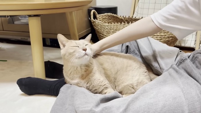 娘さんの脚の隙間に収まり、背中を撫でられて目を細める猫ちゃん