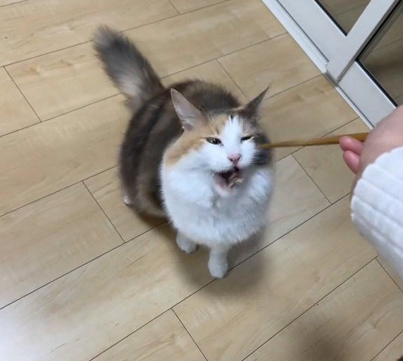おいしそうに食べる猫