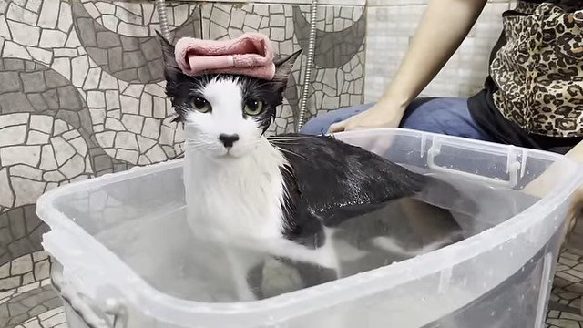 頭にタオルを乗せる猫