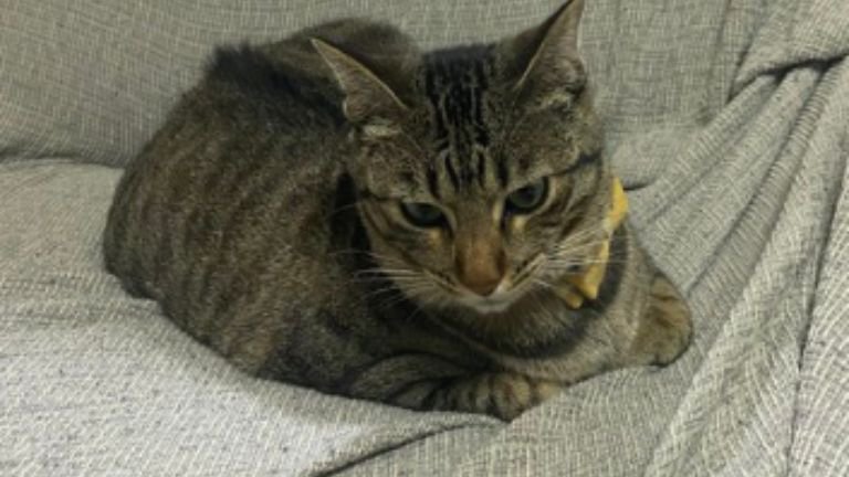 室内にいる猫
