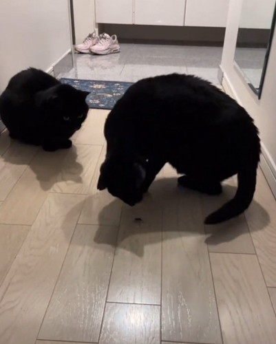 匂いを嗅ぐ黒猫
