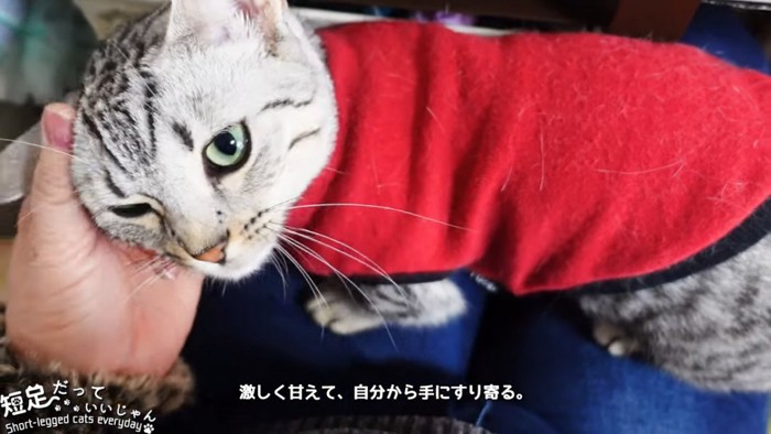 手にスリスリする猫