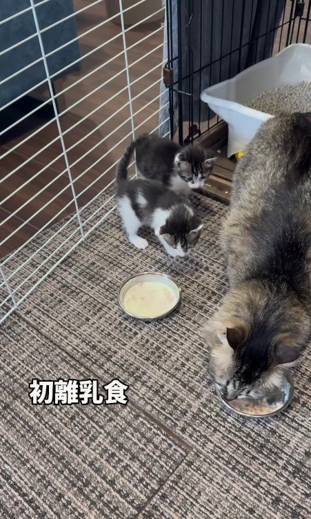 離乳食を食べる2匹の子猫と母猫