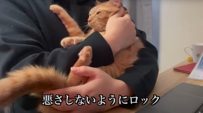 抱っこされる猫