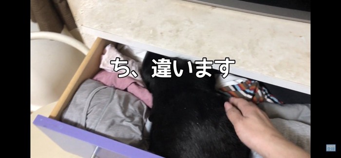 猫違いです