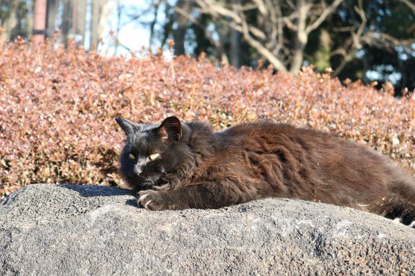 石と猫