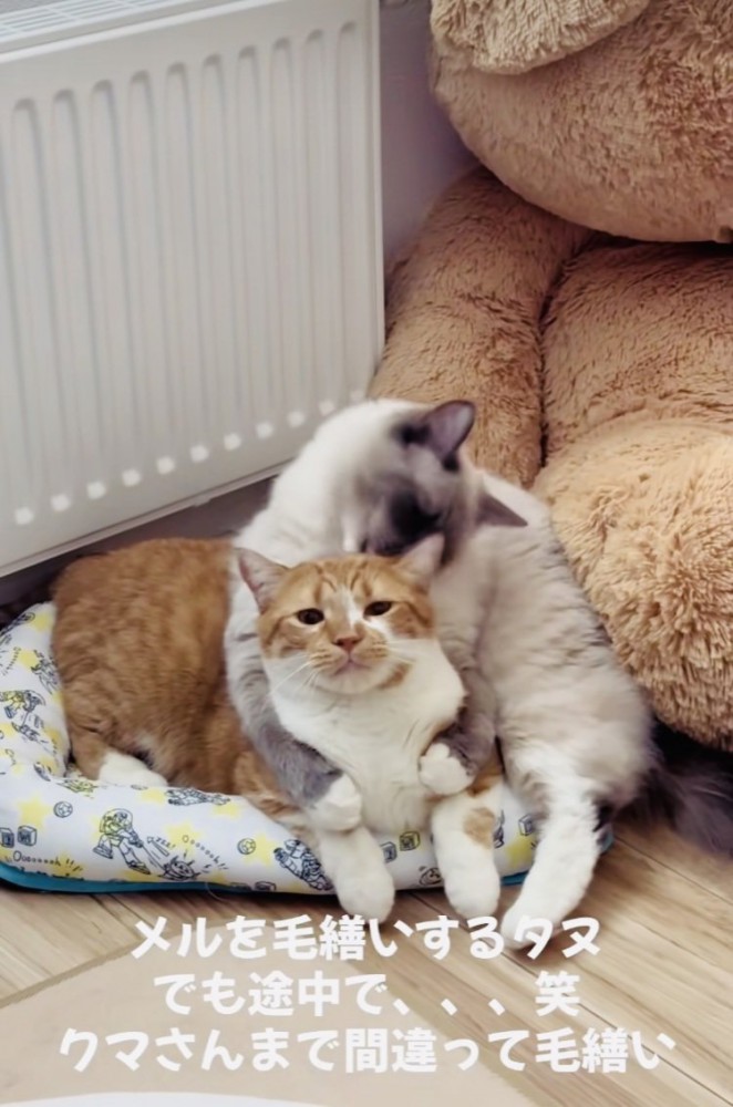 マンチカンを毛繕いするラグドール