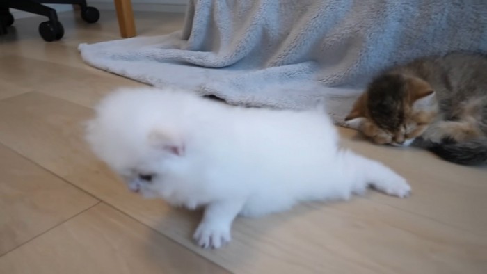 滑る子猫