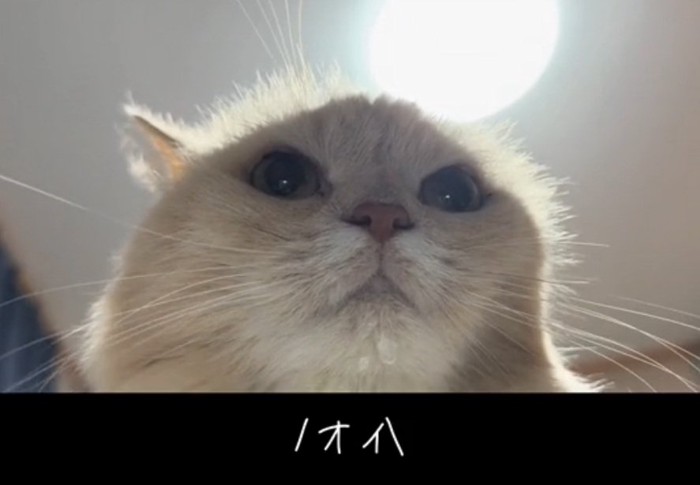話しかけるミーにゃちゃん