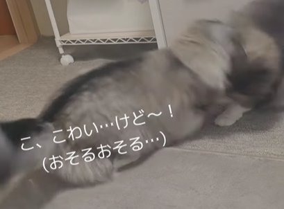 左の猫が右の猫に襲い掛かる