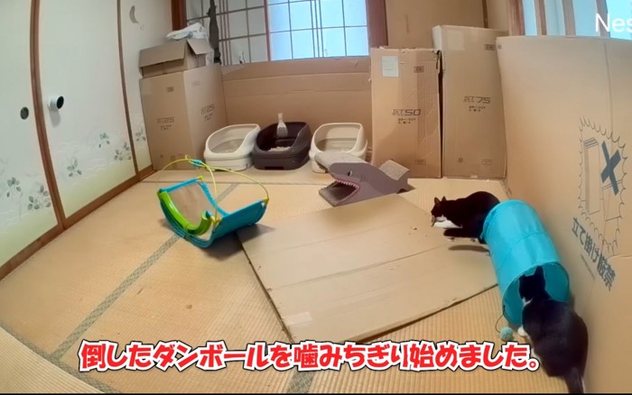 噛みちぎる猫