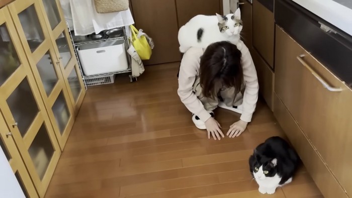 ママさんの背中に乗った猫ちゃん(画像右下に白黒ハチワレ猫ちゃん)