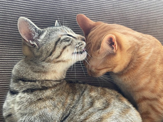 グルーミングしている猫と、気持ちよさげな猫