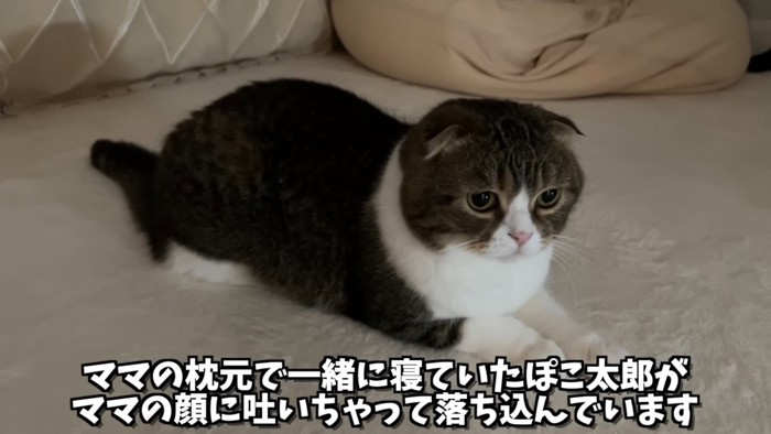 座る猫