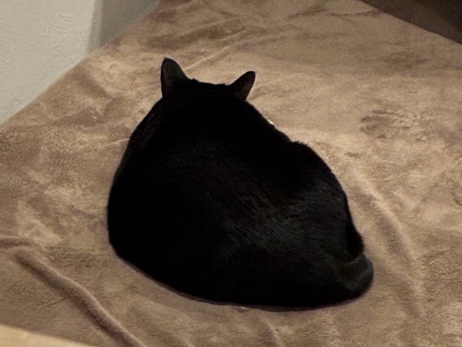 背中を向けてくつろぐ猫(耳が立っている)