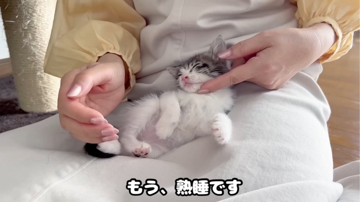 熟睡する子猫