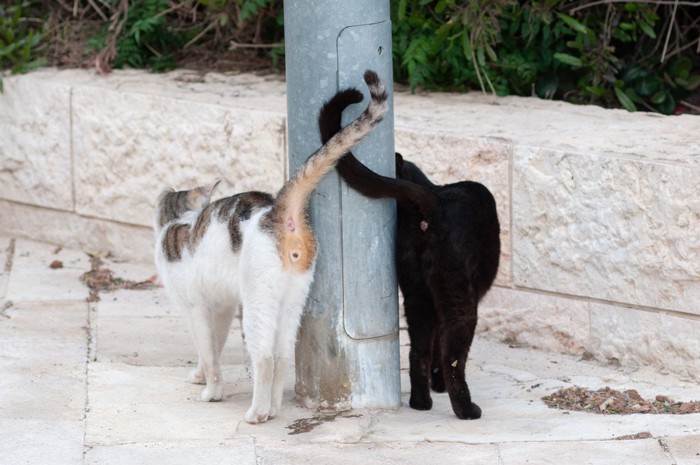 2匹の猫