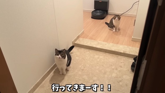 玄関に座る2匹の猫