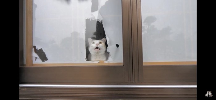 障子の穴から覗く猫