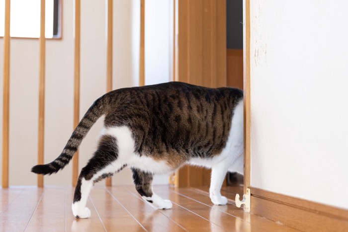 家の中を歩く猫