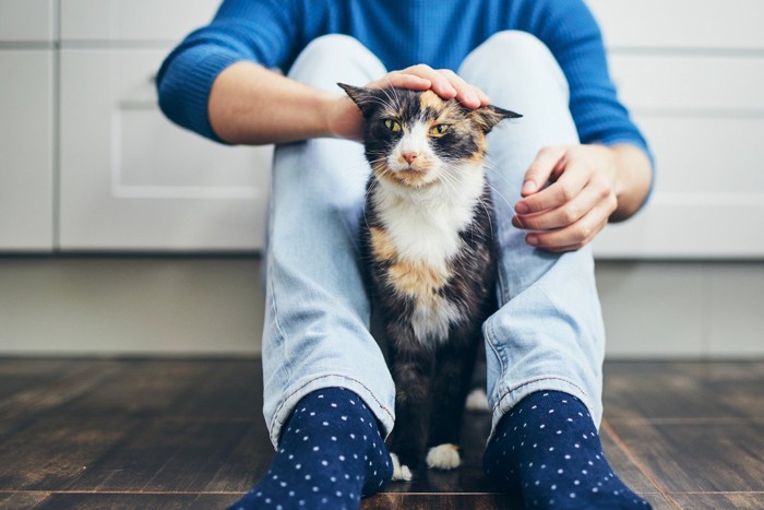 足の間に入る猫