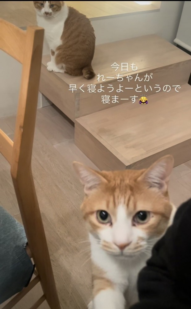 ママをベッドに誘う茶白猫と後ろの階段に座る茶白猫