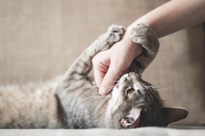 寝転んで飼い主の手を掴む猫