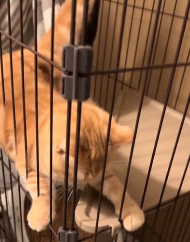 必死に耐える猫