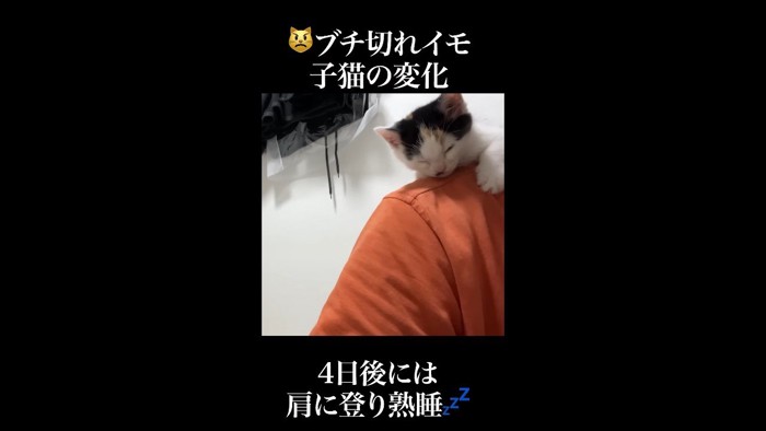 肩の上(正面)