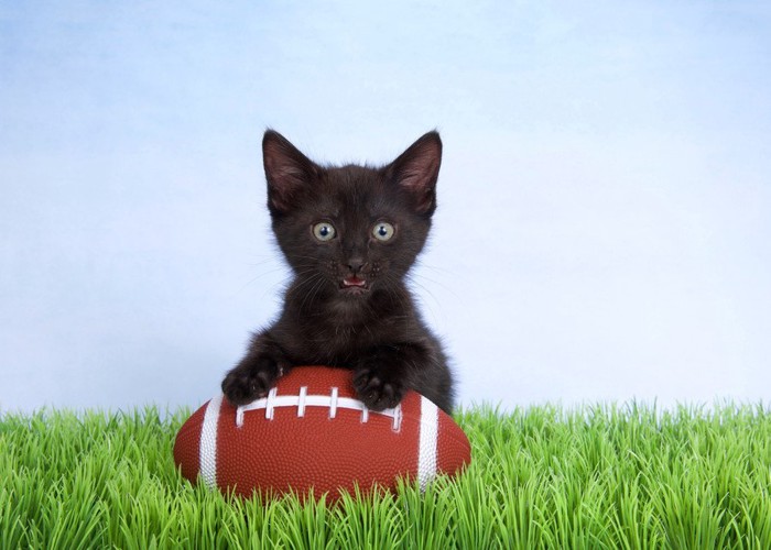 アメフトボールと猫