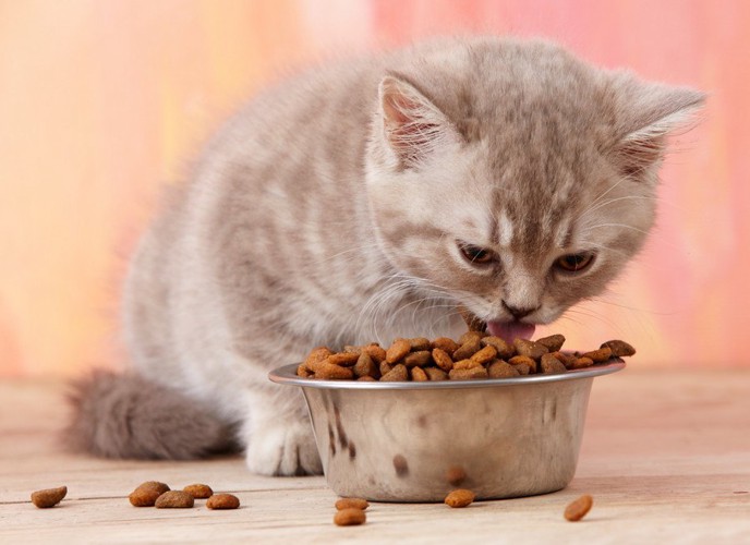 餌を食べる猫