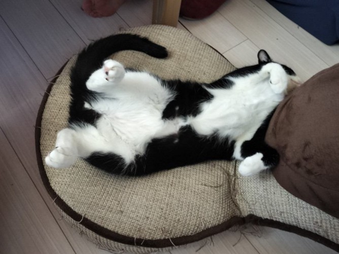 ヘソ天する猫
