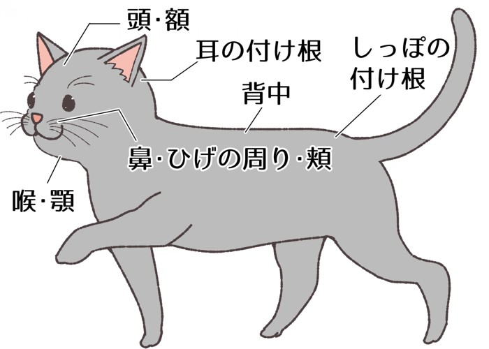 猫が気持ちいい6つのところ