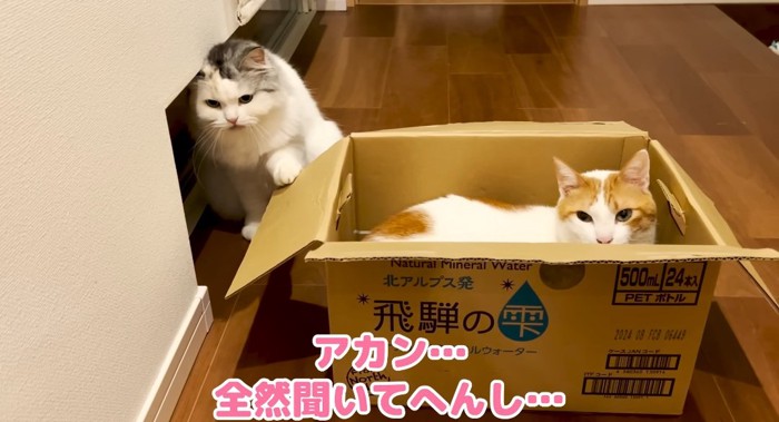 段ボールの中の猫