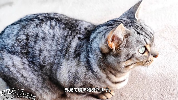 横から見た猫