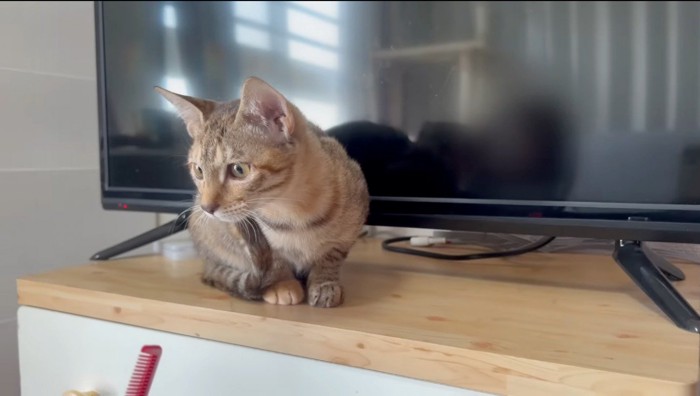 テレビの前に座る焦げ茶色の子猫