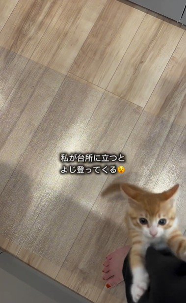人の足によじ登っている子猫