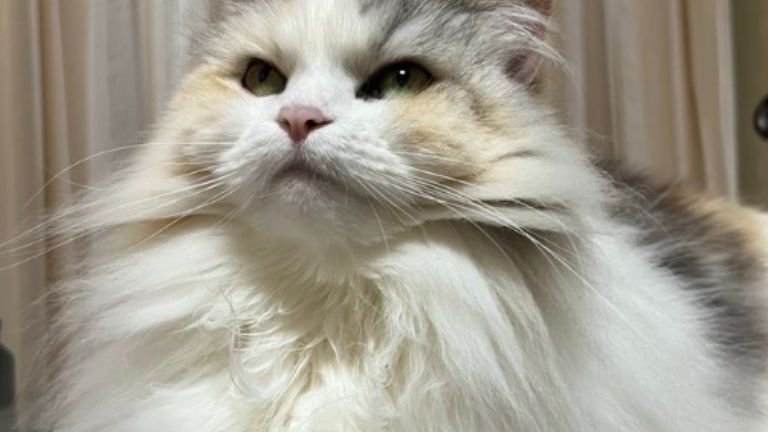 室内にいる猫