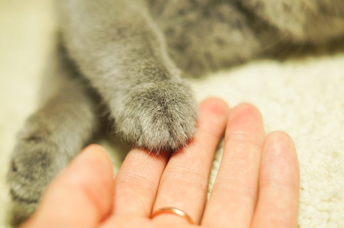 飼い主の手の上に置かれた猫の手