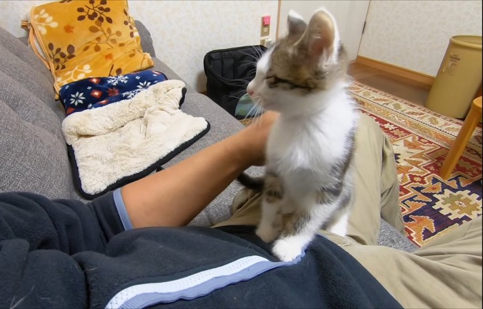 撫でられて目を瞑る子猫