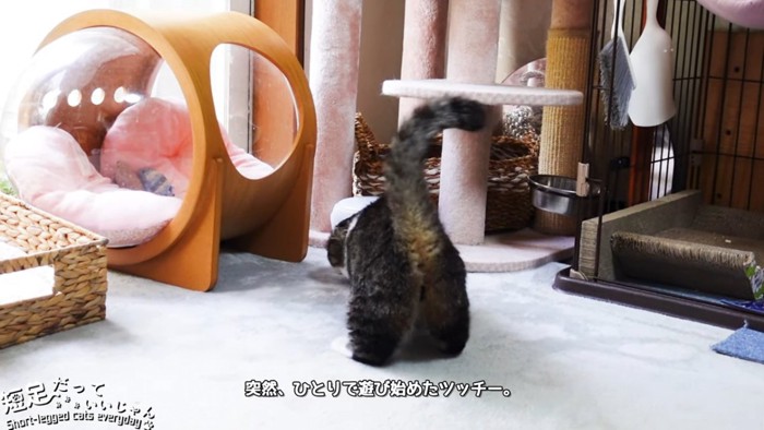 猫の後ろ姿