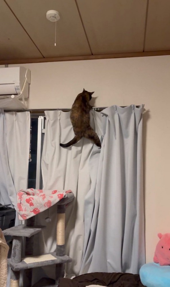 カーテンに登ろうとする猫
