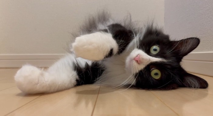 寝転がっている猫