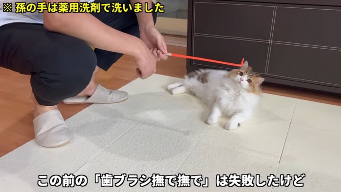 孫の手を見る猫