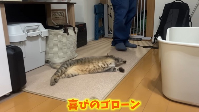 ゴローンとする猫ちゃん