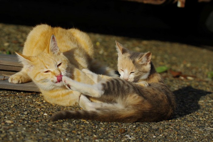 ケンカをする二匹の猫