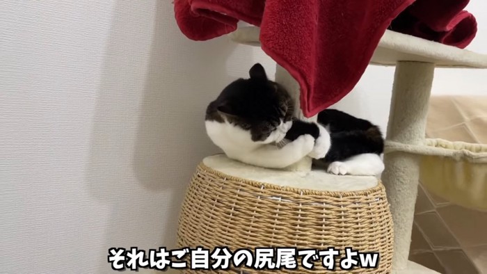 自分のしっぽにじゃれる猫