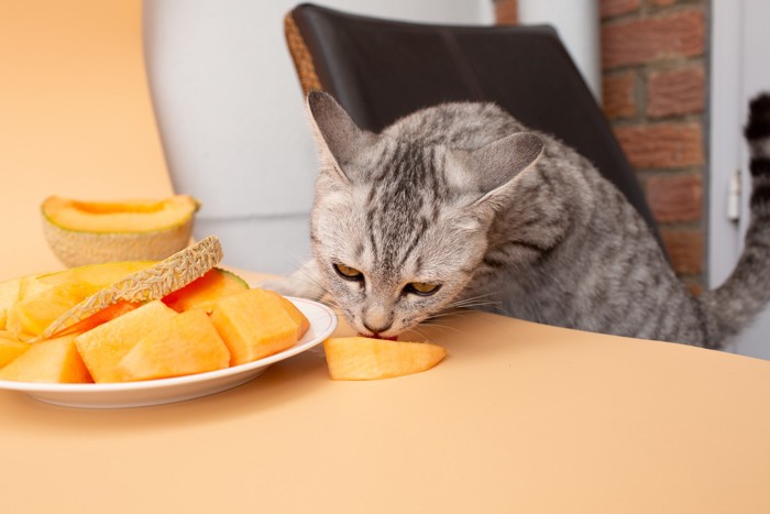 スライスされたメロンの表面を舐めている猫