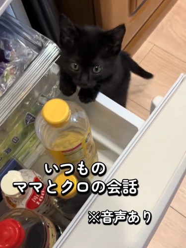 冷蔵庫の引き出しに前足をかける子猫