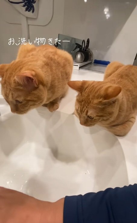 洗い場のそばに香箱座りして洗い物を見る2匹の猫